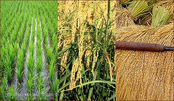 Production de riz : 633,7 Millions de tonnes  pour la campagne 2018