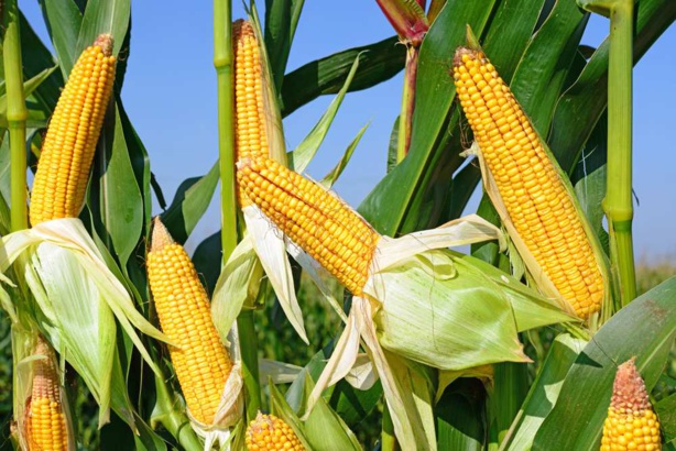 Maïs: La production en baisse pour la campagne 2018-2019