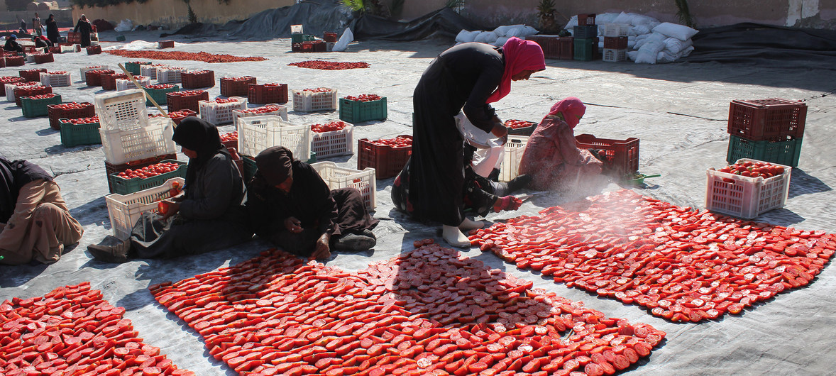 © FAO/ Egypt Séchage au soleil des tomates par des femmes de la région à Louxor, en Égypte, dans le cadre des activités de l'Organisation des Nations Unies pour l'alimentation et l'agriculture (FAO) visant à réduire les pertes alimentaires