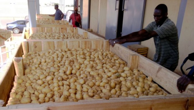 Filière pomme de terre au Mali: Maintenir un  prix plafond du kilogramme à 350 FCFA en 2019