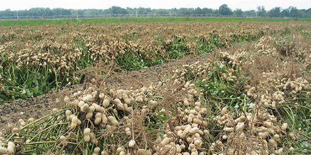 Arachides : 3.302.448 de tonnes produites dans l’Uemoa Arachides : 3.302.448 de tonnes produites dans l’Uemoa