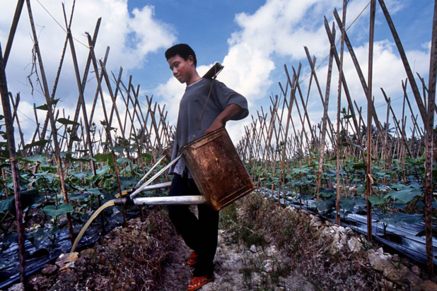 La réduction des risques de catastrophes dans l'agriculture est avantageuse pour les petits exploitants