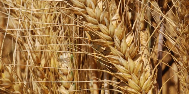 Cours du blé : Un raffermissement de 0,2% noté en avril dernier