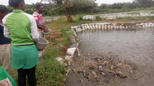 Nigeria : La production d’aliments pour poisson stimulée par les investissements privés
