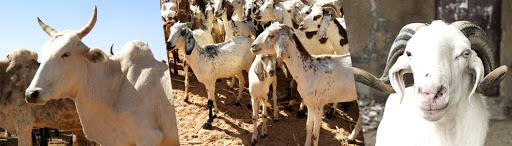 Renforcement de la productivité et de la résilience des systèmes pastoraux au Sahel : La Banque mondiale approuve un nouveau financement de 375 millions de dollars
