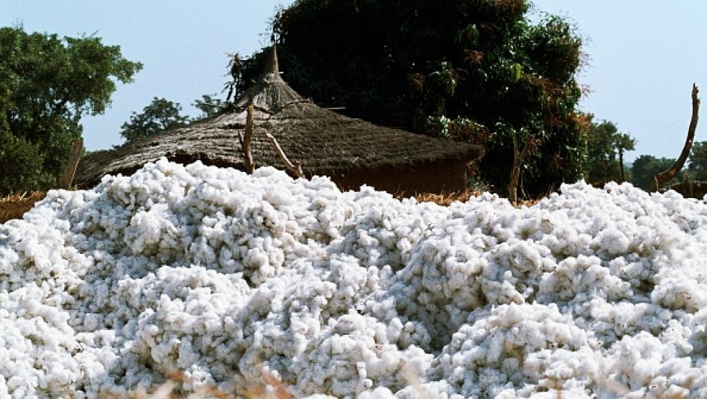 Campagne cotonnière 2022/2023 : Le prix du coton graine premier choix à 285 FCFA/kg, une première au Mali