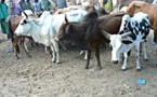 Elevage: La BID finance les filières viande rouge et lait