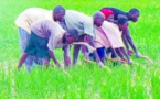 Agriculture : 15 milliards FCFA pour la reconversion du périmètre de Soké