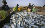 Secteur pêche : La tutelle ambitionne 5316 tonnes de poissons d’ici 2018
