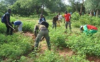 Plan National d’investissement forestier : Les experts en conclave à Bamako pour sa validation