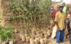 Protection de l’environnement : 165 pieds d’arbres pour verdir la Place Rotary International de Bamako