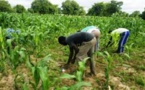 Sécurité Alimentaire : L’OPAM a 60 000 tonnes de céréales en réserve nationale