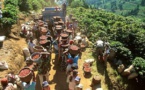 Agriculture : Le cacao et le café en baisse de production
