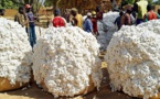 UEMOA : La production de coton estimée à 2.468.547 tonnes