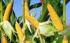 Maïs : La consommation mondiale attendue à 1074,4 Millions de tonnes
