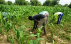 Agriculture : Plus de 52 milliards FCFA prévus pour accroître la production Agriculture : Plus de 52 milliards FCFA prévus pour accroître la production
