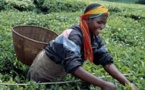 Entendre les voix des jeunes agriculteurs africains