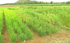 Production de riz : L’offre mondiale en net recul de 0,3% Production de riz : L’offre mondiale en net recul de 0,3%