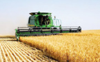 Blé tendre français : La production attendue à 1017,1 Millions de tonnes Blé tendre français : La production attendue à 1017,1 Millions de tonnes