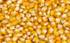 Production de maïs: Hausse de 0,2% de la campagne 2017-2018