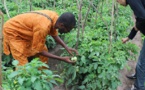 Agriculture: L’Afrique affute son expertise dans le domaine des statistiques agricoles