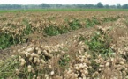 Arachides : 3.302.448 de tonnes produites dans l’Uemoa Arachides : 3.302.448 de tonnes produites dans l’Uemoa