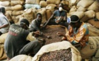 Zone Uemoa : 137.726 de tonnes de café produites en 2018
