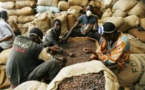 Zone Uemoa : 137.726 de tonnes de café produites en 2018 Zone Uemoa : 137.726 de tonnes de café produites en 2018