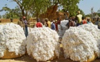 Coton. Le Mali planifie un retour en force avec 780 000 tonnes en 2024
