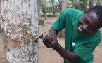Baisse de 58% du résultat net de la Société Africaine de Plantation d’Hévéas au troisième trimestre 2026.