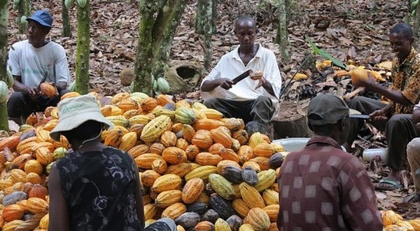 Côte d’Ivoire : Les prix du café et du cacao fixés respectivement à 1300 et 1200 FCfa par Kg