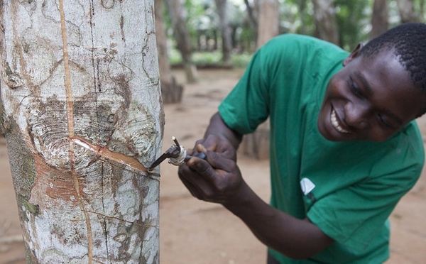 Baisse de 58% du résultat net de la Société Africaine de Plantation d’Hévéas au troisième trimestre 2026.